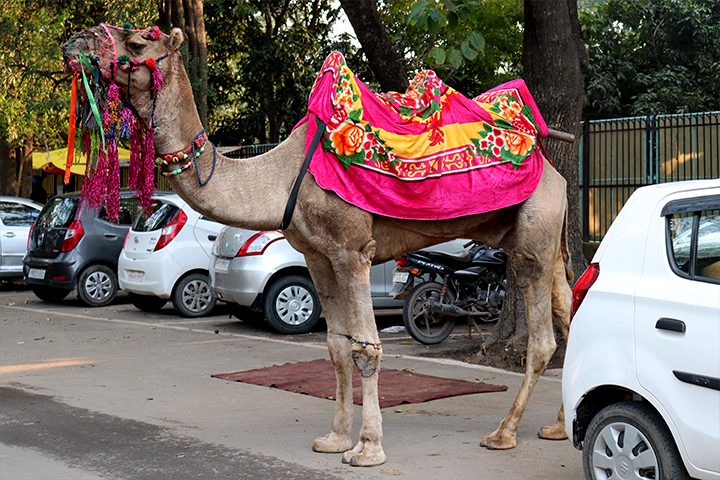 Camel Ride at Sukhna Lake